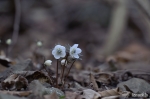 변산바람꽃
