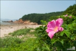 해당화